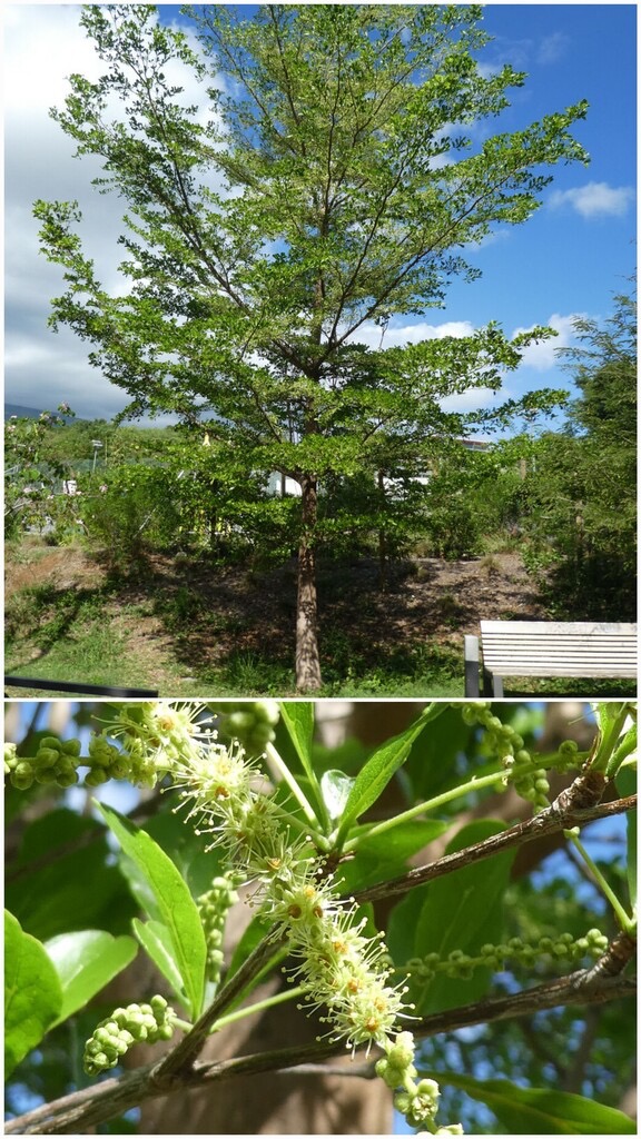 Terminalia_mantaly-Badamier_de_Madagascar-COMBRETACEAE-Madagascar-20240626_194104.jpg