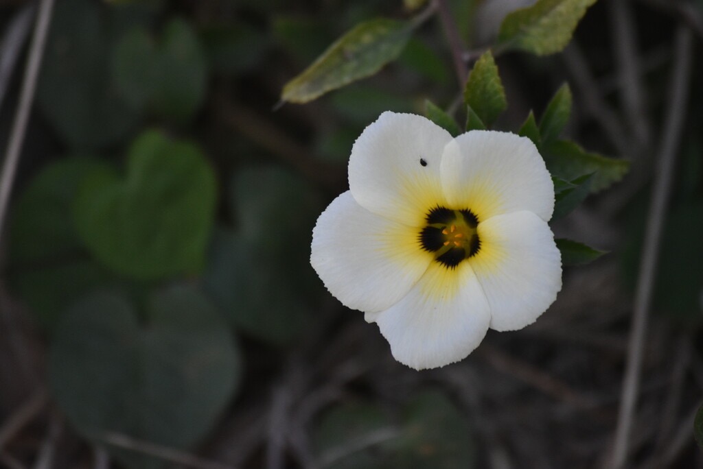 Turnera_subulata-Turnera_aux_yeux_noirs-PASSIFLORACEAE-Exotique_Amerique_sud-MB3_6900.jpg