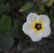 Turnera_subulata-Turnera_aux_yeux_noirs-PASSIFLORACEAE-Exotique_Amerique_sud-MB3_6900.jpg