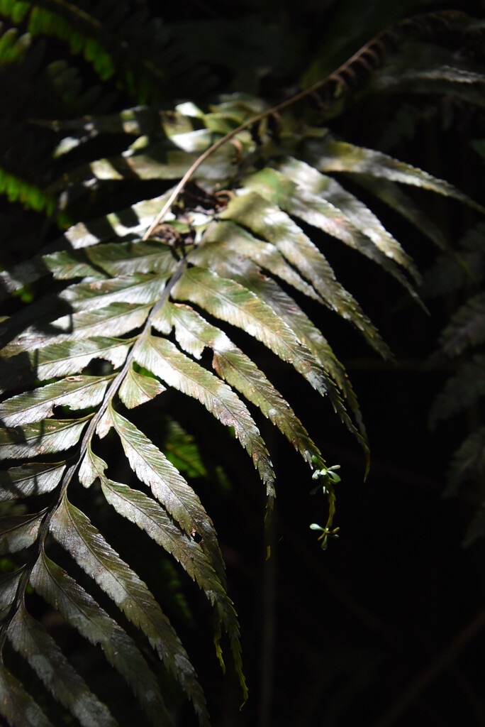 Asplenium-daucifolium-bourgeon-a-l'extremite-des-frondes_ASPLENIACEAE_Indigene-Reunion_20240214_170147.jpgMB3_5122.jpg