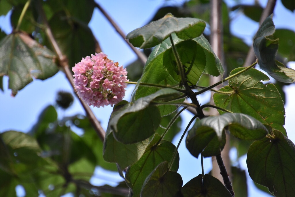 Dombeya-ciliata_Mahot-blanc_MALVACEAE_Endemique-Reunion_MB3_5087.jpg