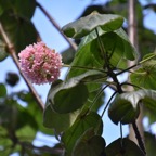 Dombeya-ciliata_Mahot-blanc_MALVACEAE_Endemique-Reunion_MB3_5087.jpg