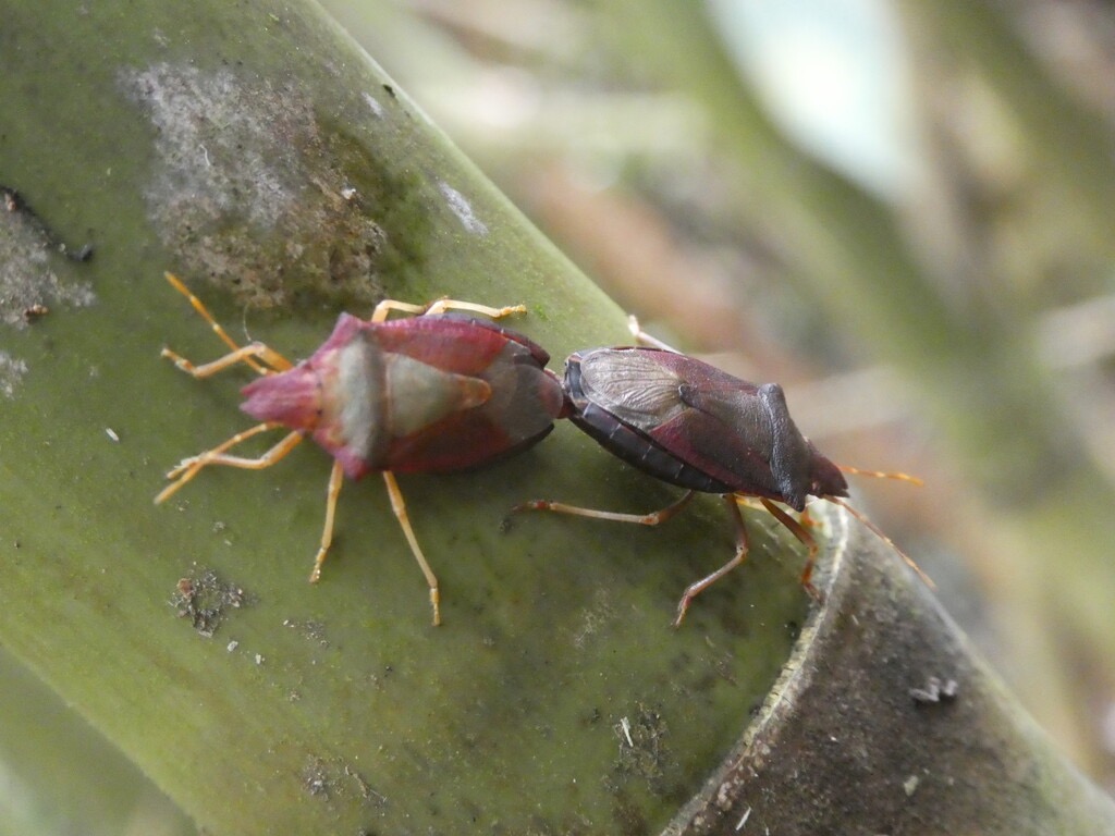 Tropicorypha-minor_Punaise-du-calumet_PENTATOMIDAE_Endemique-Reunion_P1070792.jpg