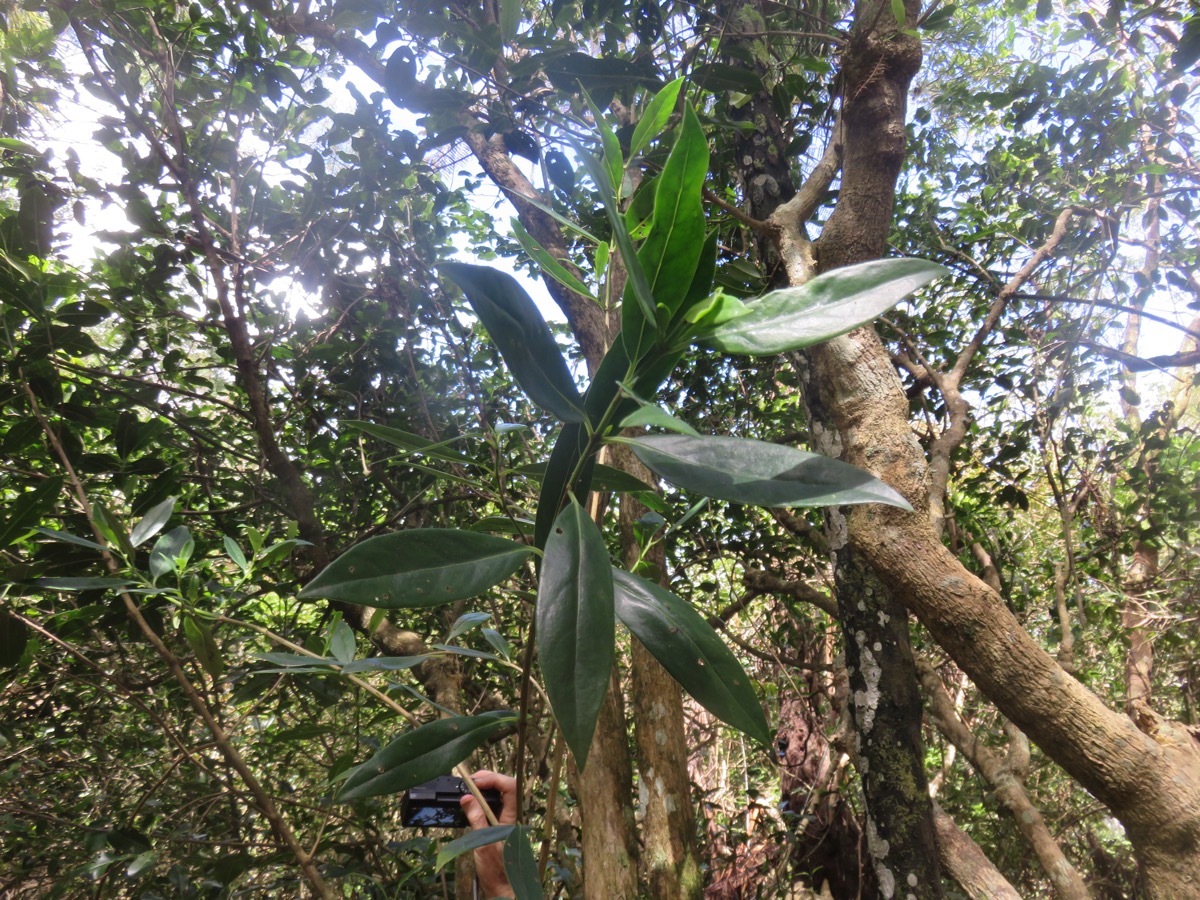 5. Geniostoma angustifolium - Bois de piment - Loganiaceae - Endémique.jpeg