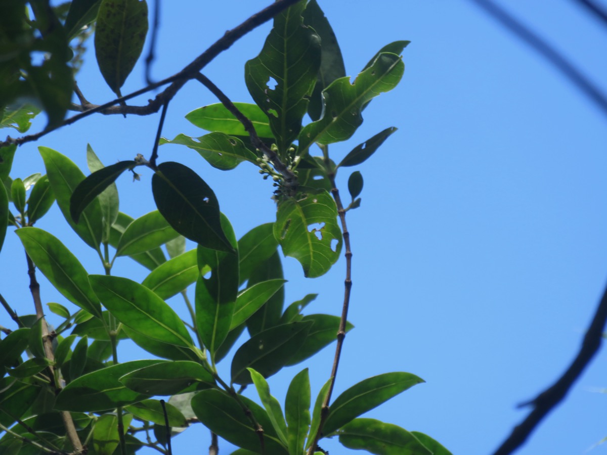 6. Melicope borbonica en fleurs en haut et Geniostoma en dessous.jpeg