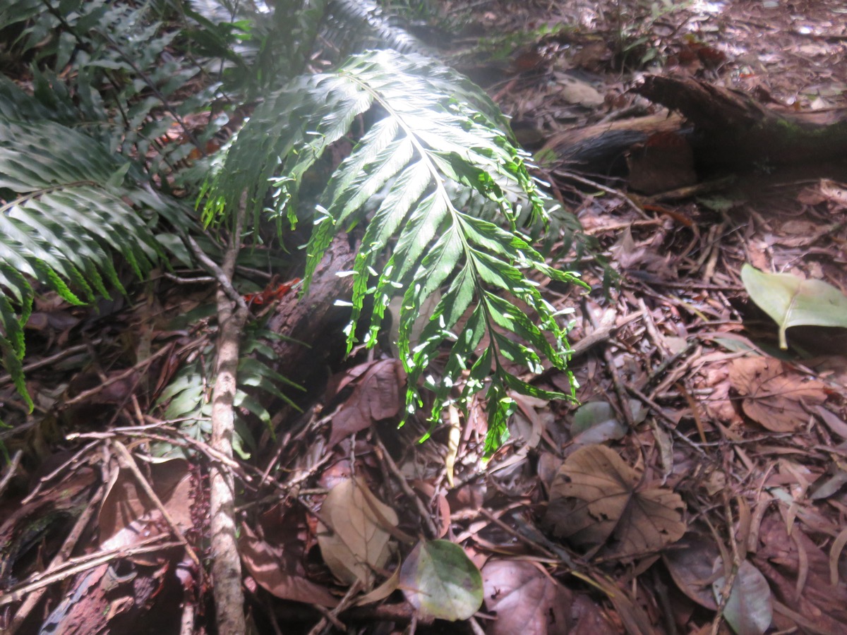 7. Asplenium daucifolium Lam. var. lineatum..jpeg