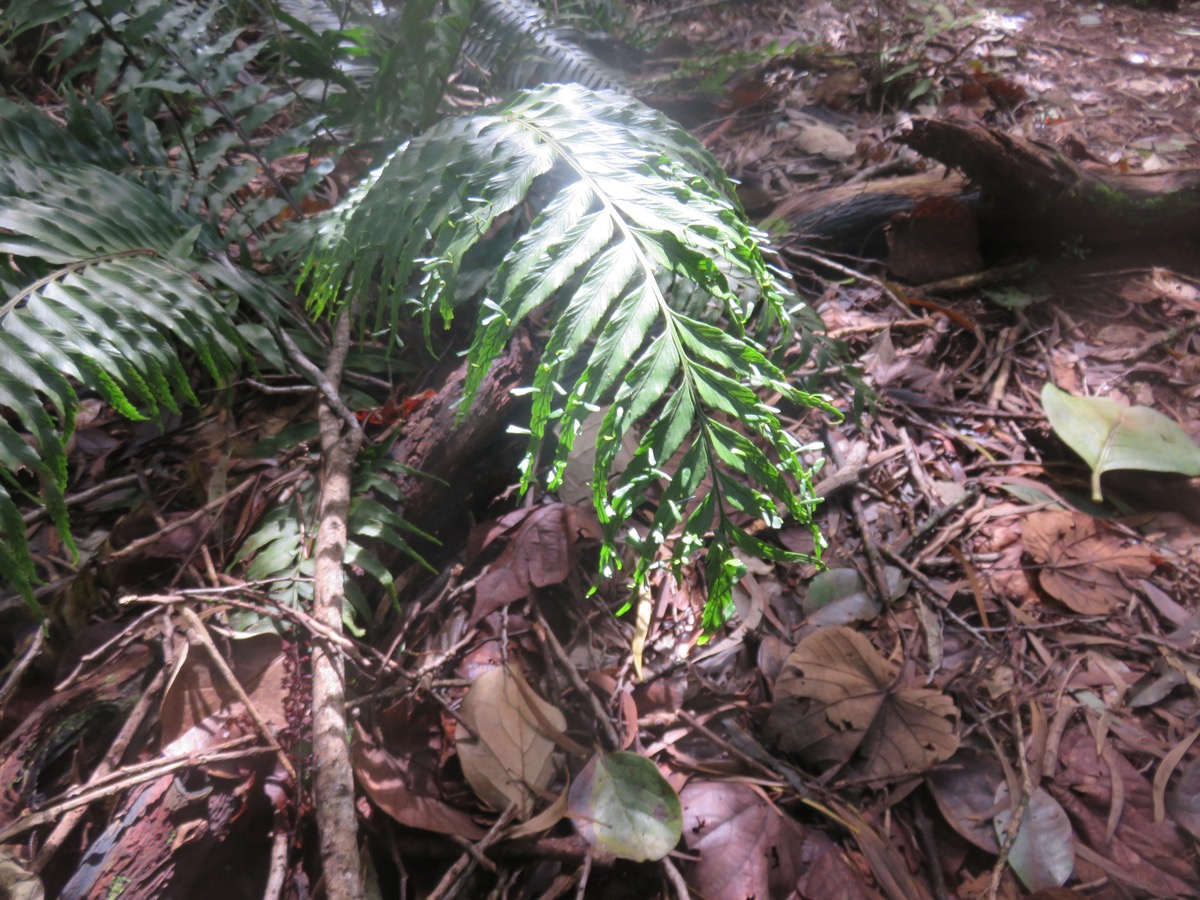 8. Asplenium daucifolium Lam. var. lineatum. IMG_4760.JPG.jpeg