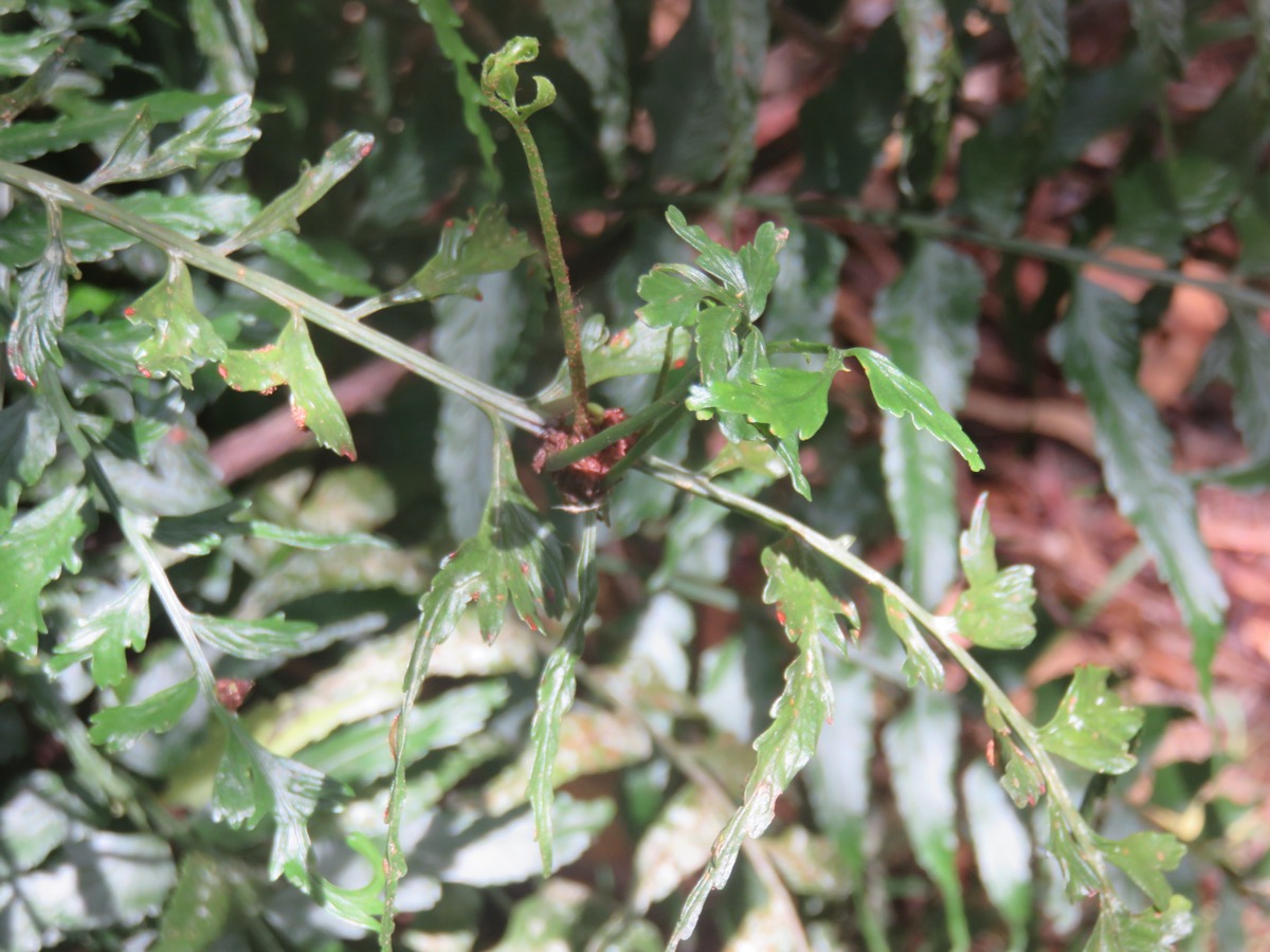 11. Bulbille - Asplenium boltonii - - ASPLENIACEAE - Indigène.jpeg