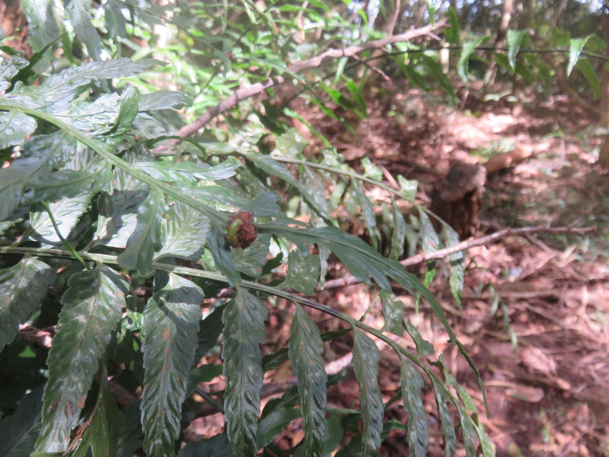 13. Autre bulbille sur Asplenium boltonii - - ASPLENIACEAE - Indigène.jpeg