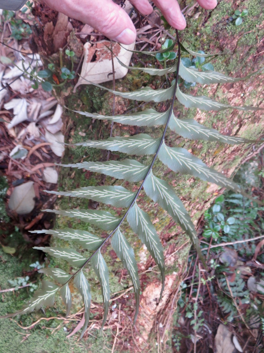 14. Asplenium daucifolium var. lineatum.jpg.jpeg