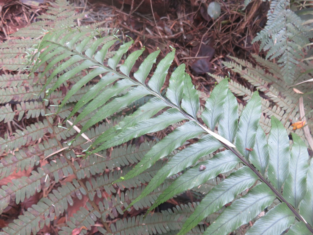 15. Asplenium daucifolium var. lineatum.jpg.jpeg