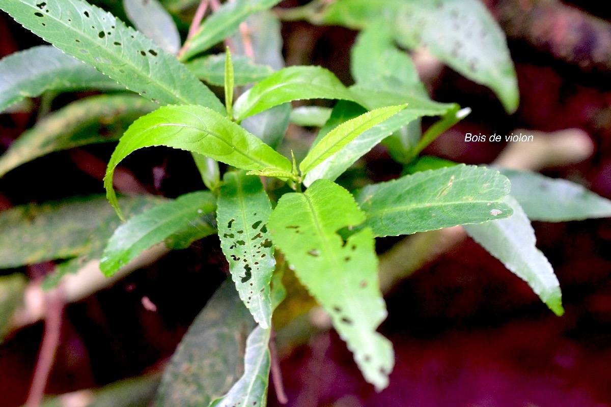 Acalypha integrifolia Bois de violon Euphorbiaceae Indigène La Réunion 1093.jpeg