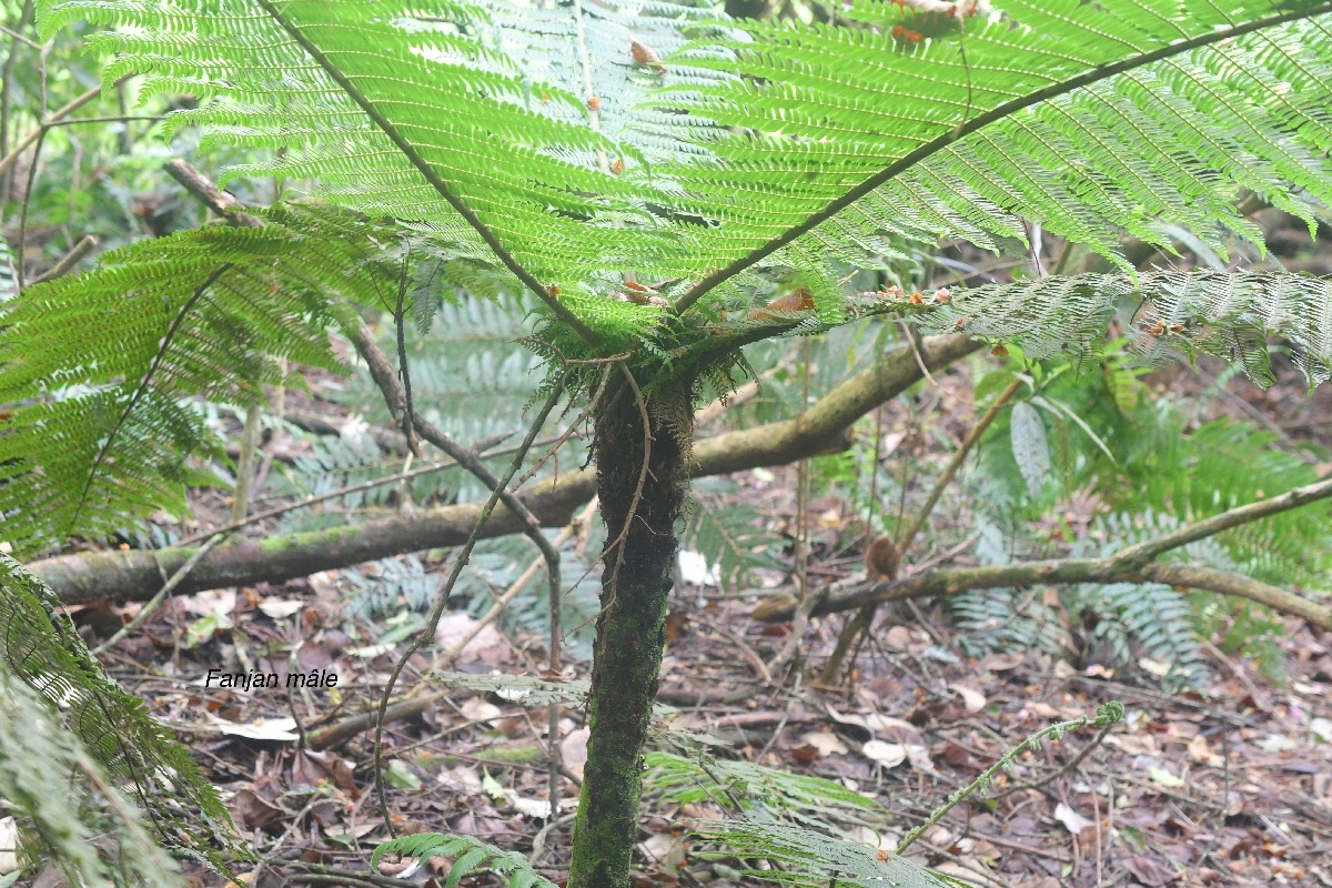 Alsophila borbonica Fanjan mâle Cyatheaceae Endémique La Réunion, Maurice 1156.jpeg