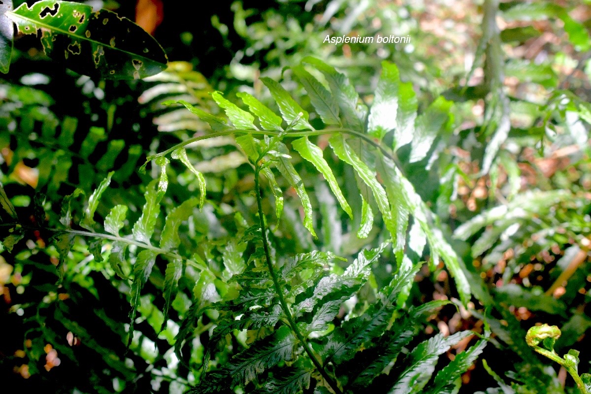 Asplenium boltonii Aspleniaceae Indigène La Réunion 1135.jpeg