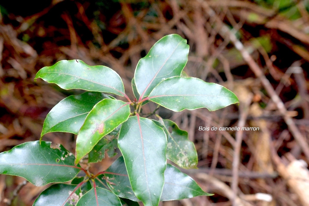 Ocotea obtusata Cannelle marron Lauraceae Endémique La Réunion, Maurice 1165.jpeg