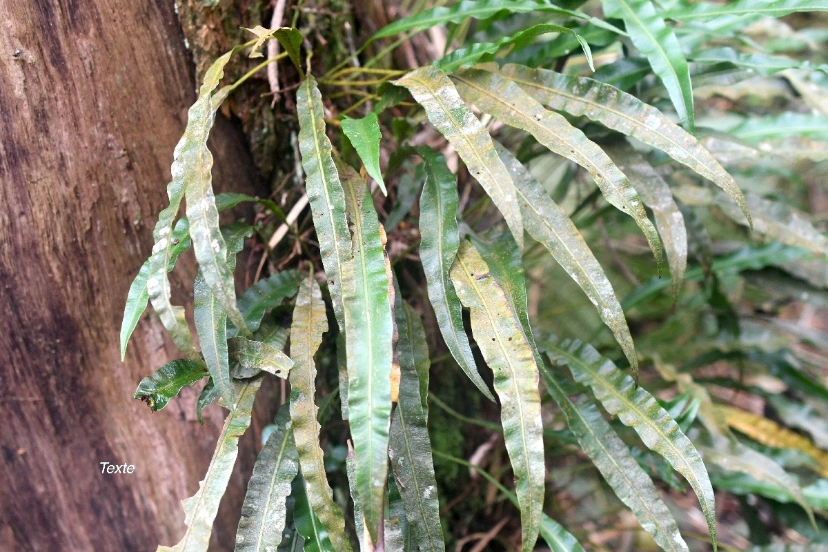 Oleandra distenta Fougère liane Oleandraceae Indigène la Réunion 1095.jpeg