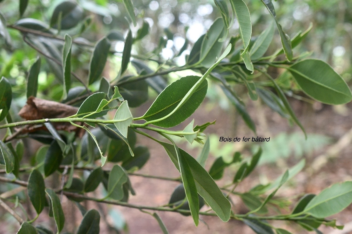 Sideroxylon borbonicum Bois de fer bâtard Sapotaceae Endémique La Réunion 1148.jpeg