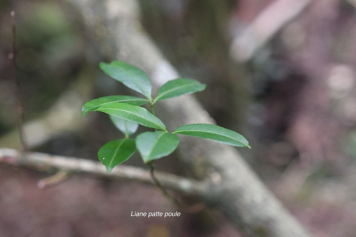 Toddalia asiatica Liane patte poule Rutaceae Indigène La Réunion 1171.jpeg