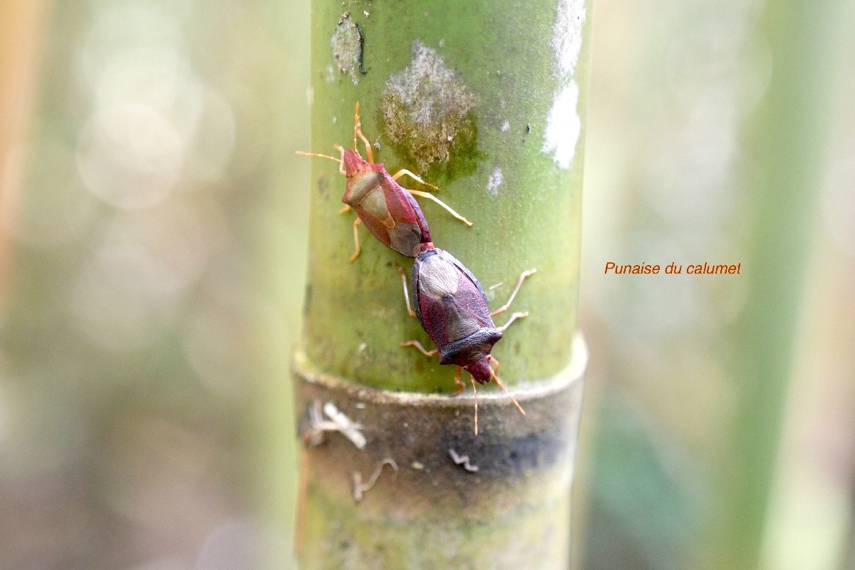 Tropicorypha minor Punaise du Calumet 1088.jpeg