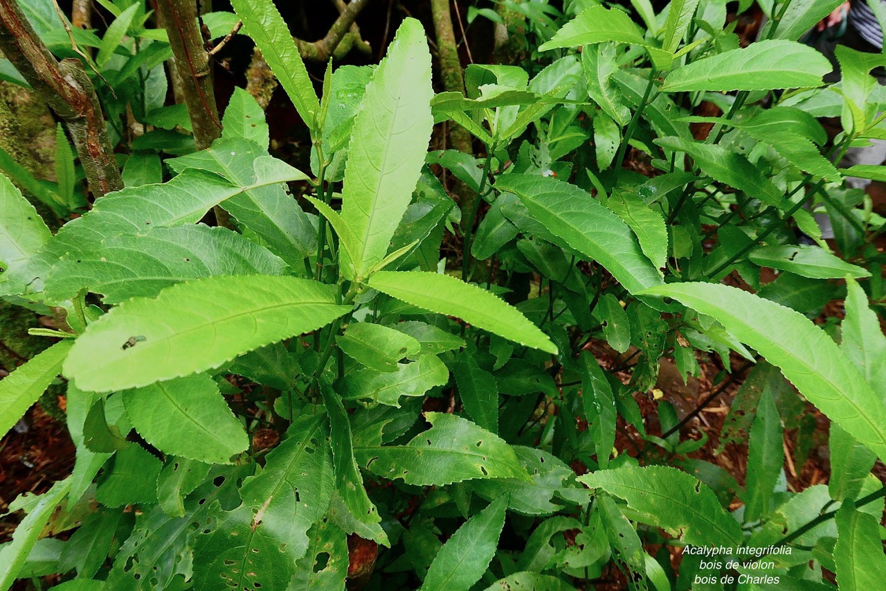 Acalypha integrifolia.bois de Charles.bois de violon. euphorbiaceae;endémique Madagascar Mascareignes..jpeg