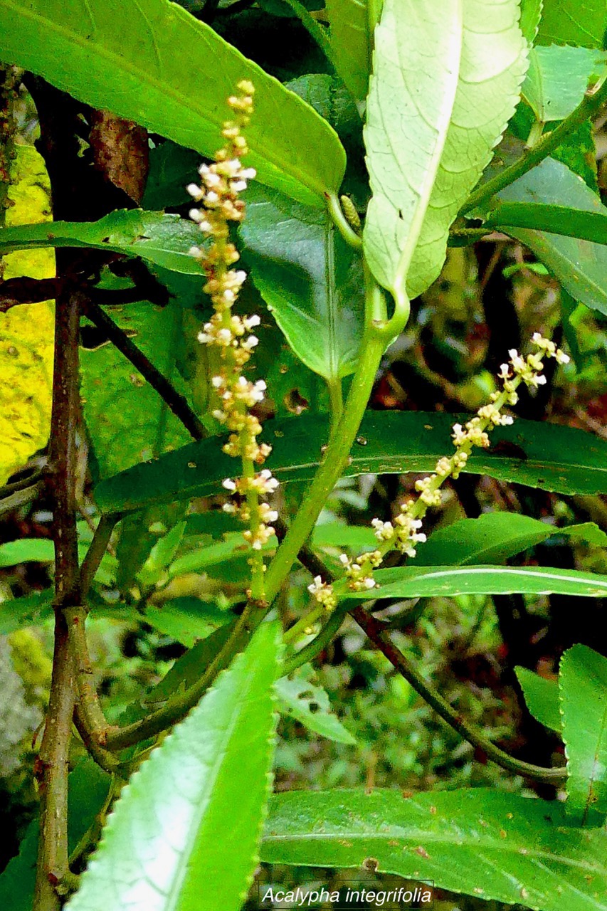 Acalypha integrifolia.bois de Charles.bois de violon.( avec inflorescences mâles )  euphorbiaceae;endémique Madagascar Mascareignes..jpeg