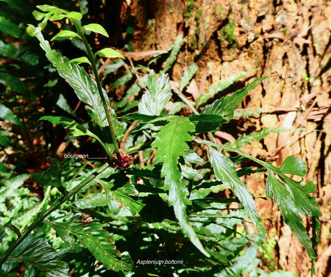 Asplenium boltonii.( bourgeon se développant sur le rachis à la partie terminale d'une fronde ) aspleniaceae.indigène Réunion..jpeg