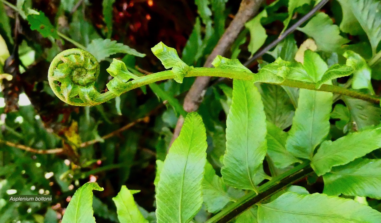 Asplenium boltonii.aspleniaceae.indigène Réunion. (1).jpeg