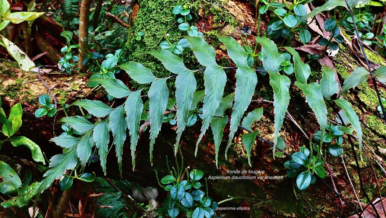 Asplenium daucifolium var lineatum.aspleniaceae.endémique Madagascar.Mascareignes. (1).jpeg