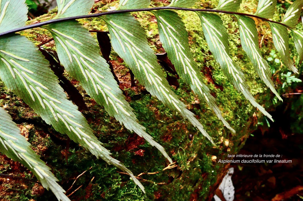 Asplenium daucifolium var lineatum.aspleniaceae.endémique Madagascar.Mascareignes..jpeg