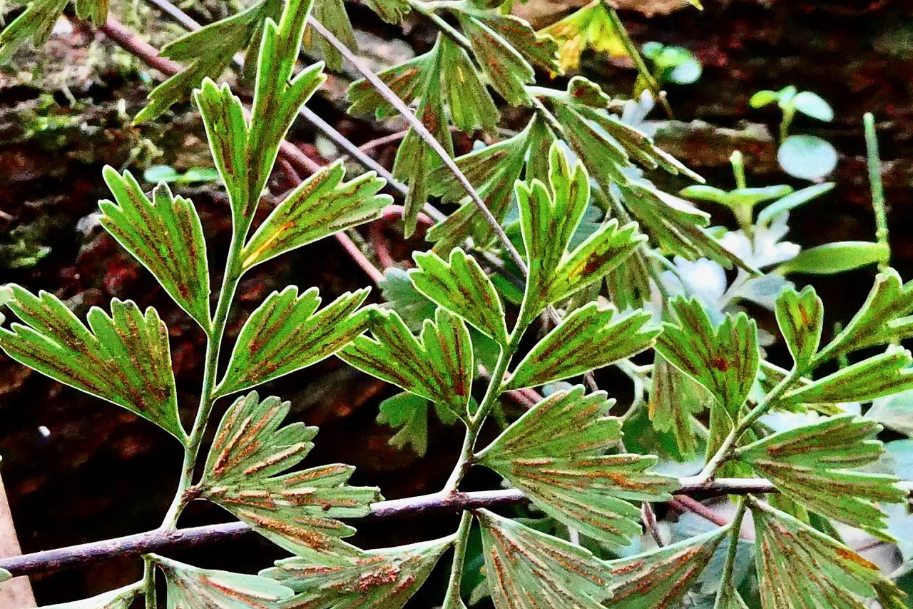 Asplenium daucifolium var viviparum.fougère carotte. ( détail de la face inférieure d'une fronde ) aspleniaceae.endémique Madagascar Réunion Maurice..jpeg