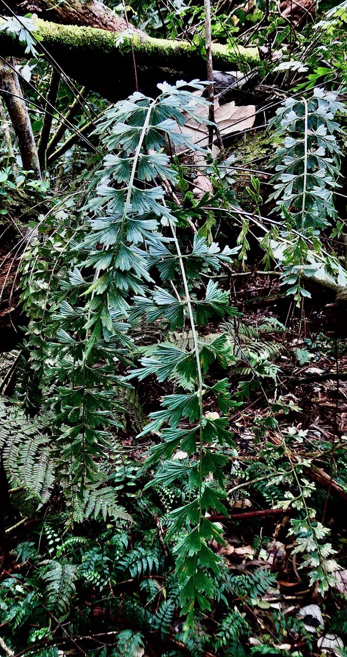 Asplenium daucifolium var viviparum.fougère carotte. aspleniaceae.endémique Madagascar Réunion Maurice..jpeg