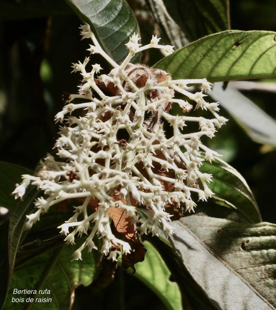 Bertiera rufa. bois de raisin. rubiaceae. endémique Réunion. (1).jpeg