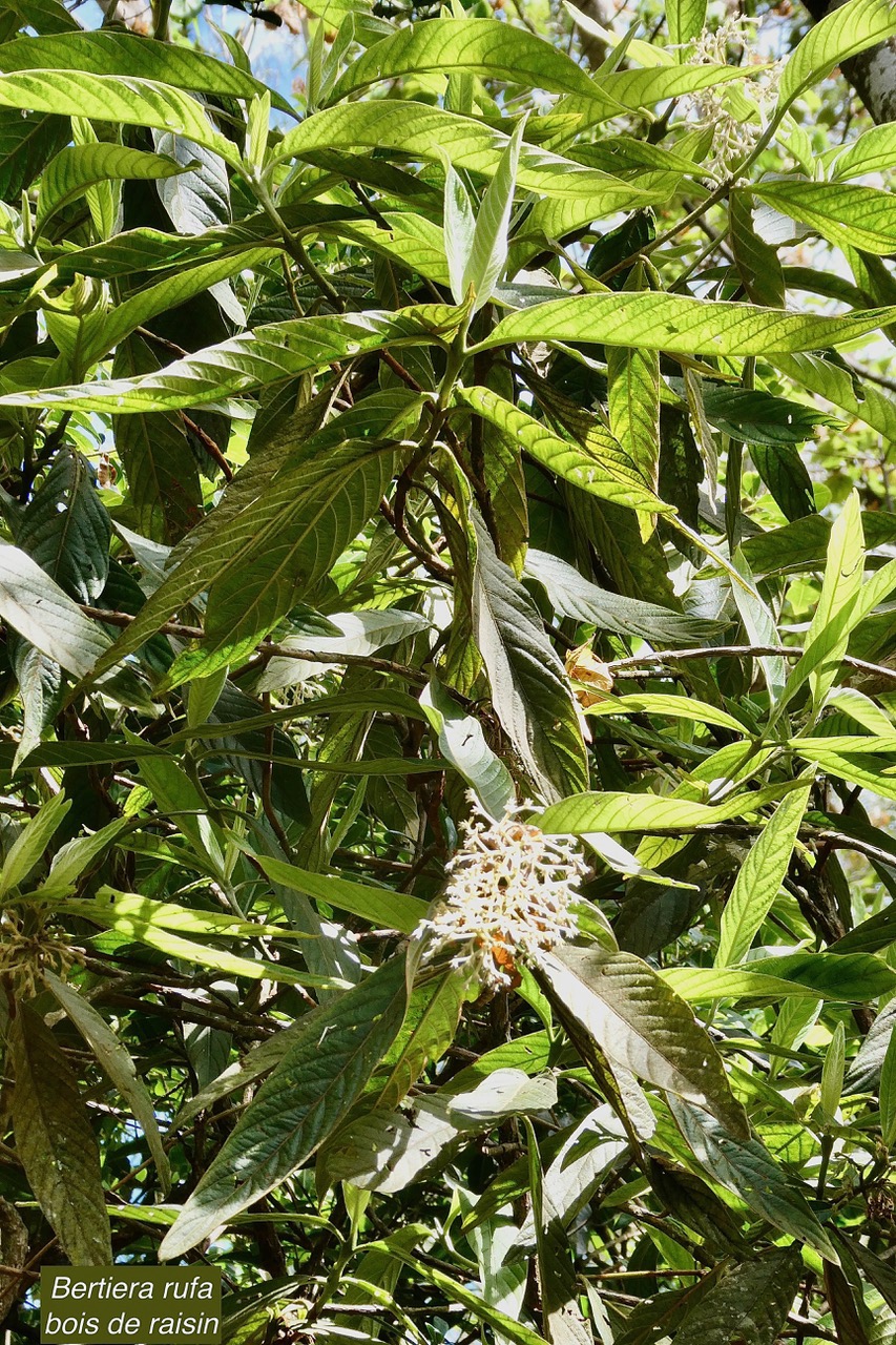 Bertiera rufa. bois de raisin. rubiaceae. endémique Réunion..jpeg