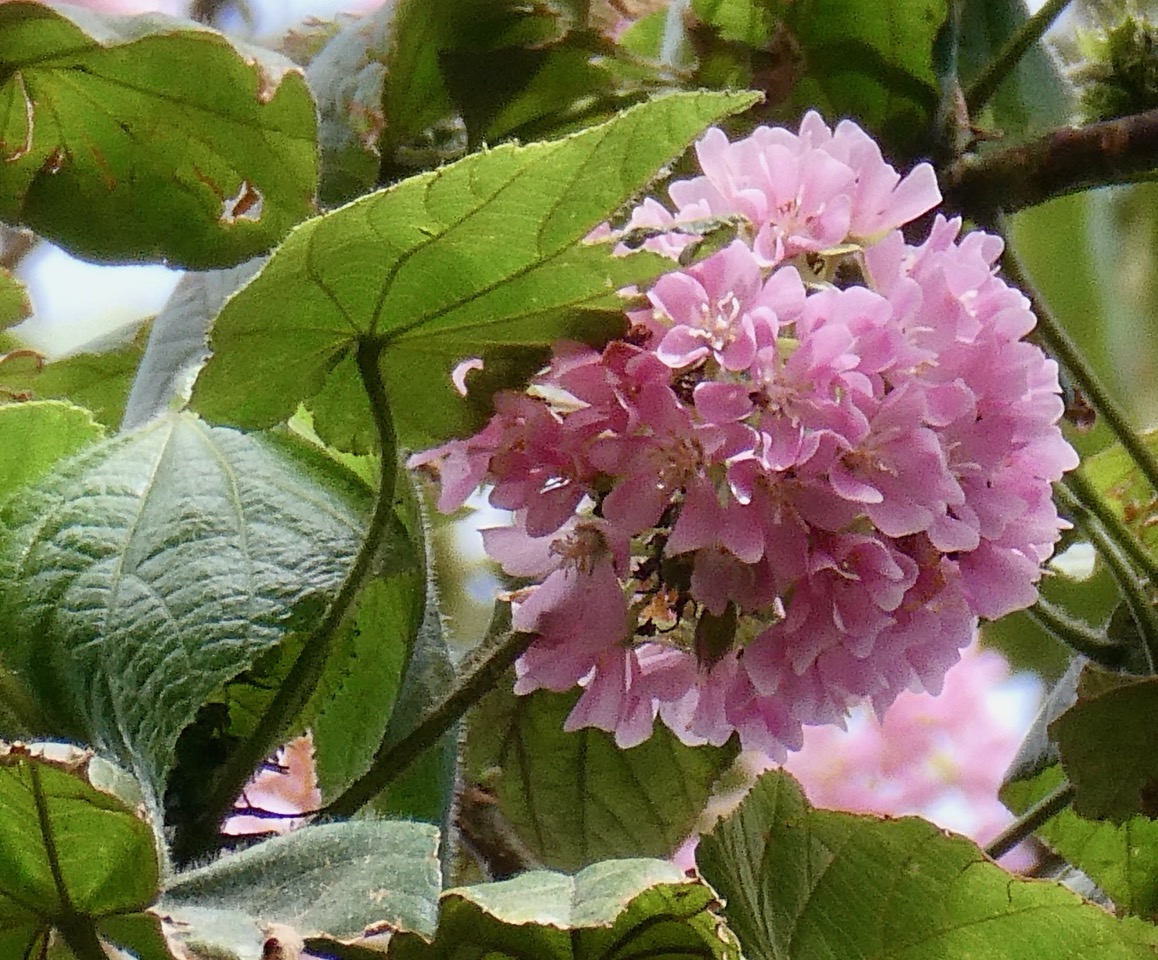 Dombeya ciliata.mahot blanc.malvaceae.endémique Réunion. (1).jpeg