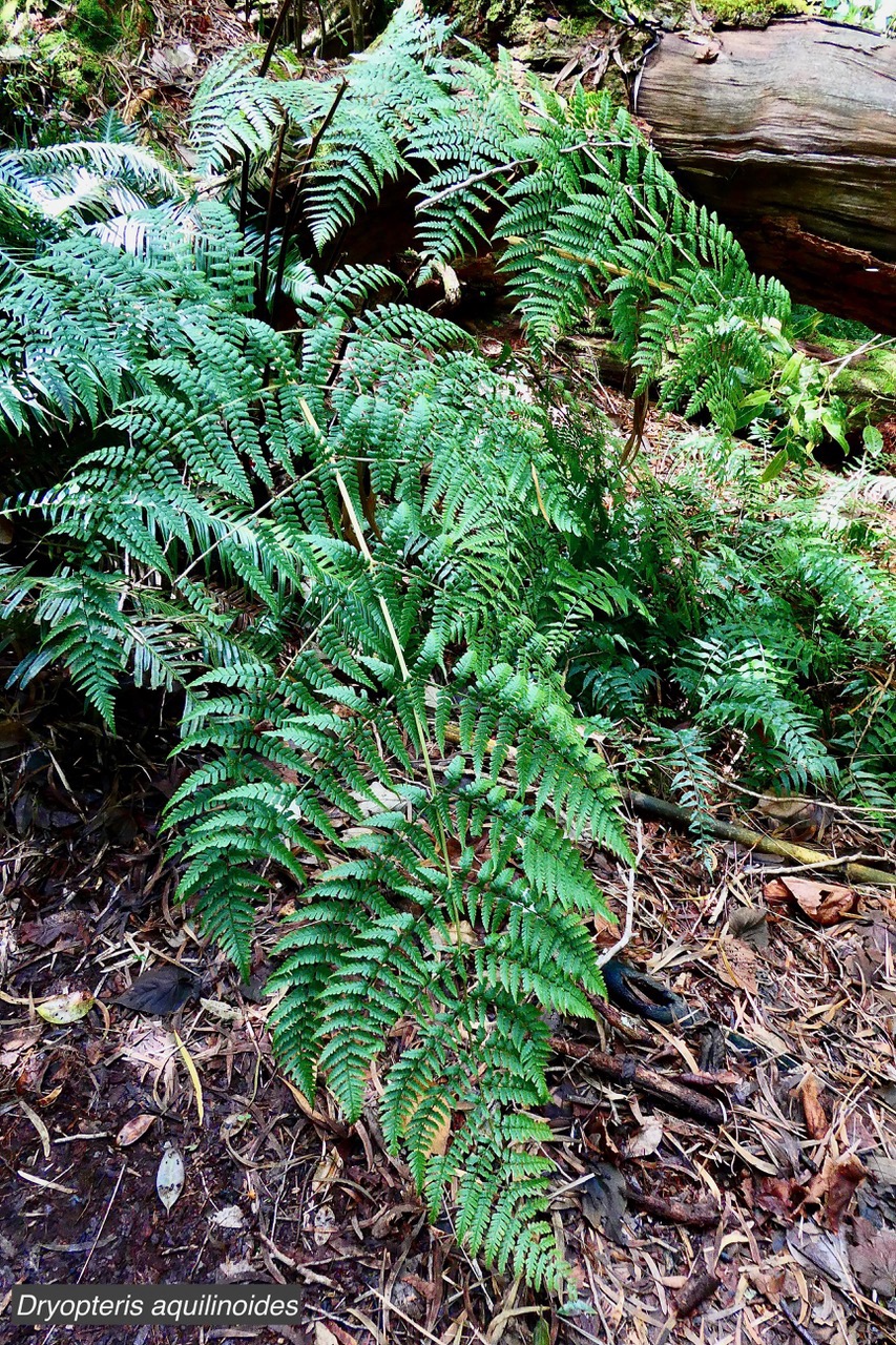 Dryopteris aquilinoides.dryopteridaceae.endémique Mascareignes..jpeg