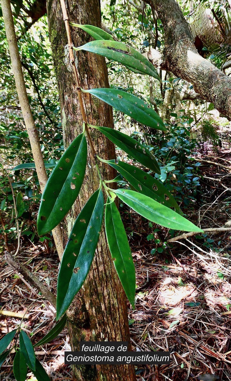 Geniostoma angustifolium .bois bleu. bois de piment; bois de rat. loganiaceae. endémique Réunion Maurice. (1).jpeg