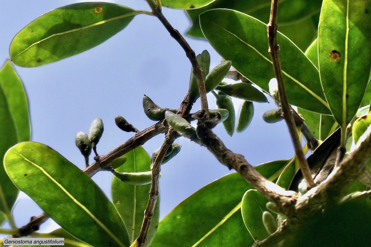 Geniostoma angustifolium .bois bleu. bois de piment; bois de rat. loganiaceae. endémique Réunion Maurice. (2).jpeg