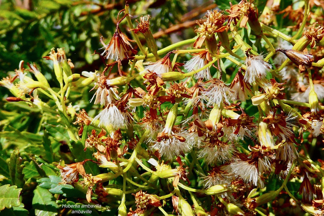 Hubertia ambavilla  Ambaville  asteraceae  endémique Réunion Maurice (1).jpeg