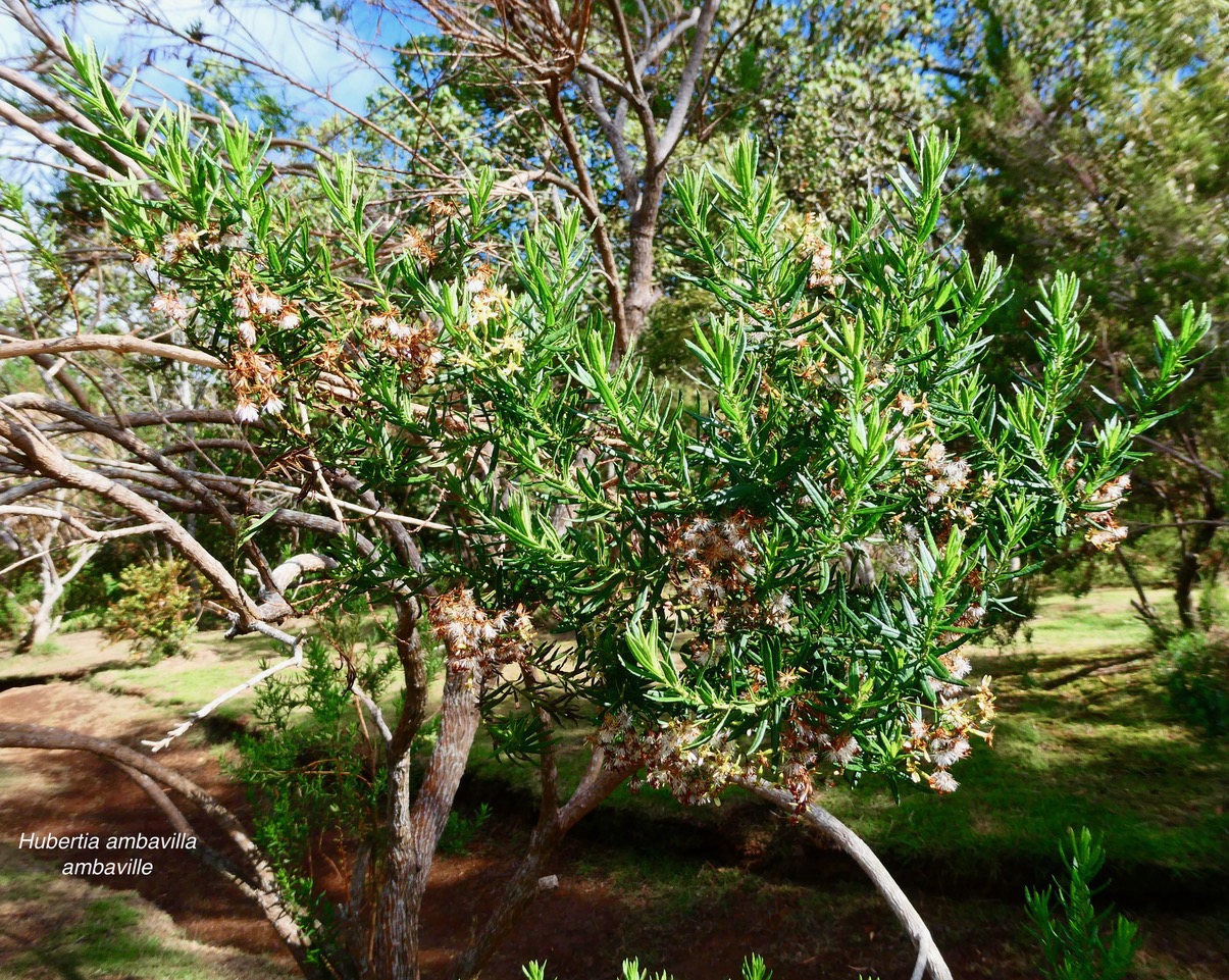 Hubertia ambavilla  Ambaville  asteraceae  endémique Réunion Maurice (2)-1.jpeg