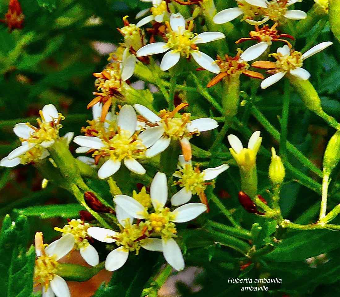 Hubertia ambavilla  Ambaville  asteraceae  endémique Réunion Maurice (4).jpeg