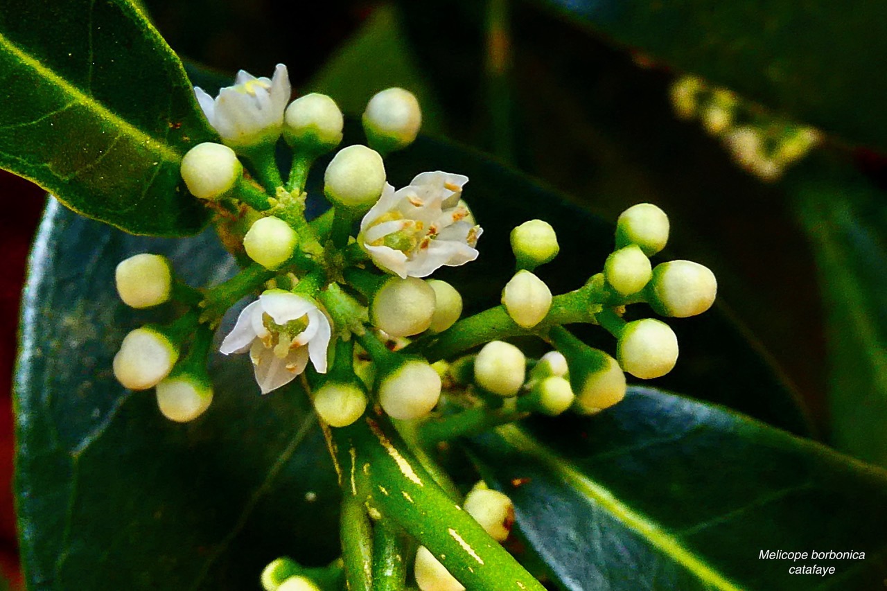 Melicope borbonica .catafaye .petit bois de catafaye .( inflorescences ) rutaceae.endémique Réunion..jpeg