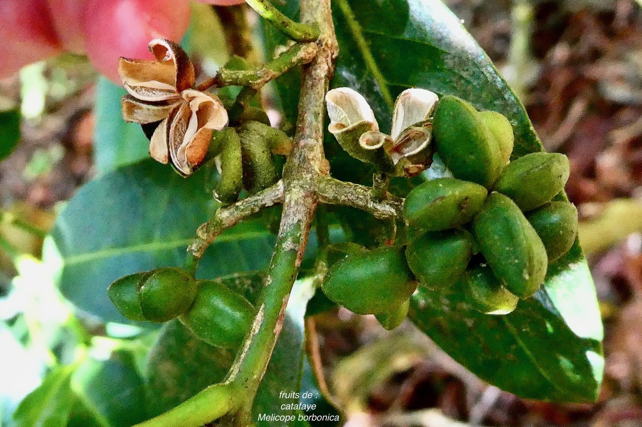 Melicope borbonica .catafaye .petit bois de catafaye.( fruits ) .rutaceae.endémique Réunion..jpeg