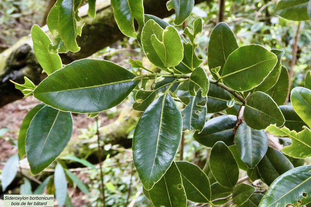 Sideroxylon borbonicum  Bois de fer bâtard .natte coudine .sapotaceae.endémique Réunion (1).jpeg