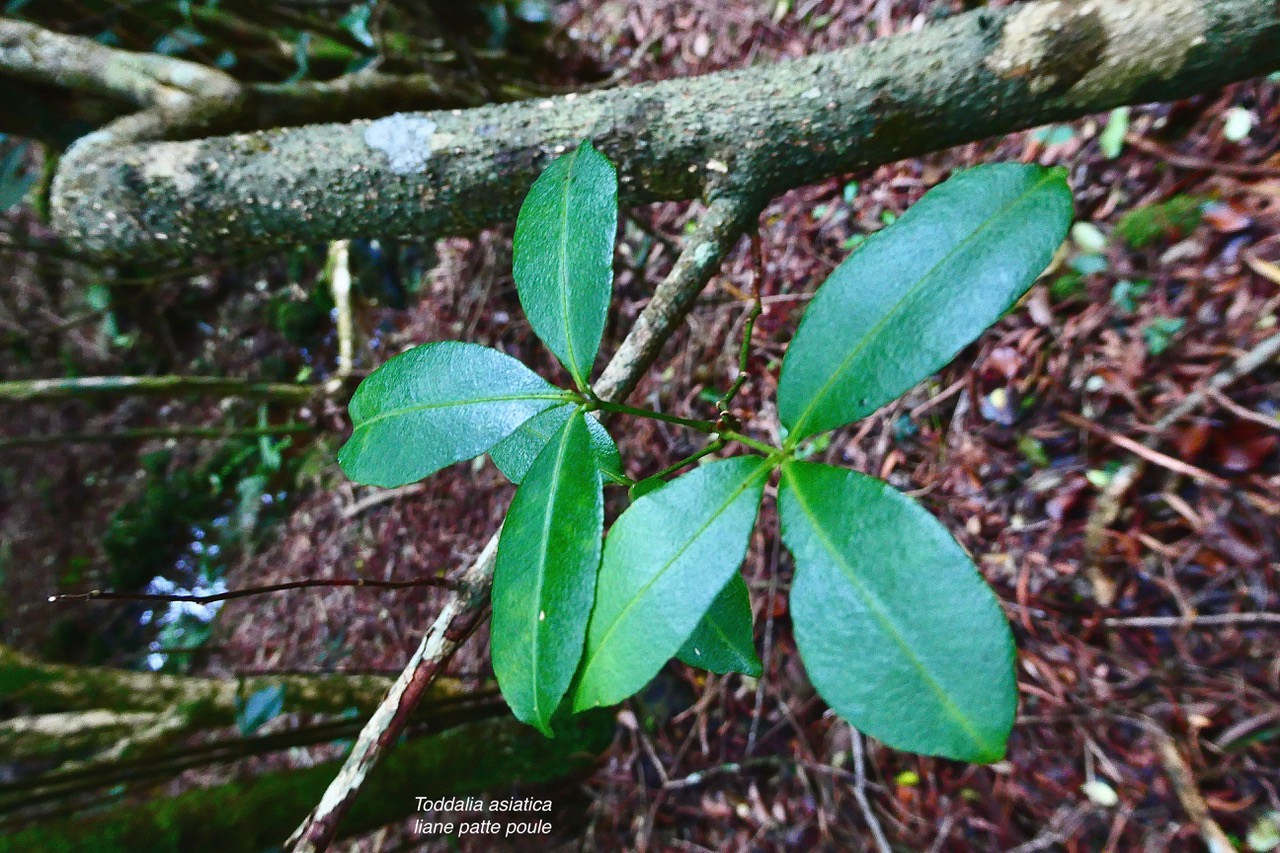 Toddalia asiatica .liane patte poule.rutaceae..indigène Réunion. (1).jpeg