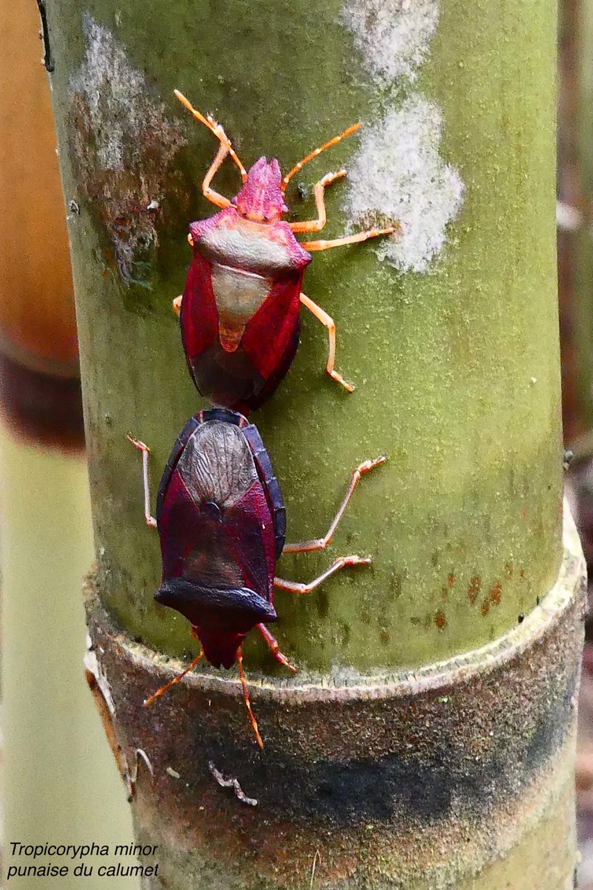 Tropicorypha minor.punaise du calumet.pentatomidae. endémique Réunion..jpeg