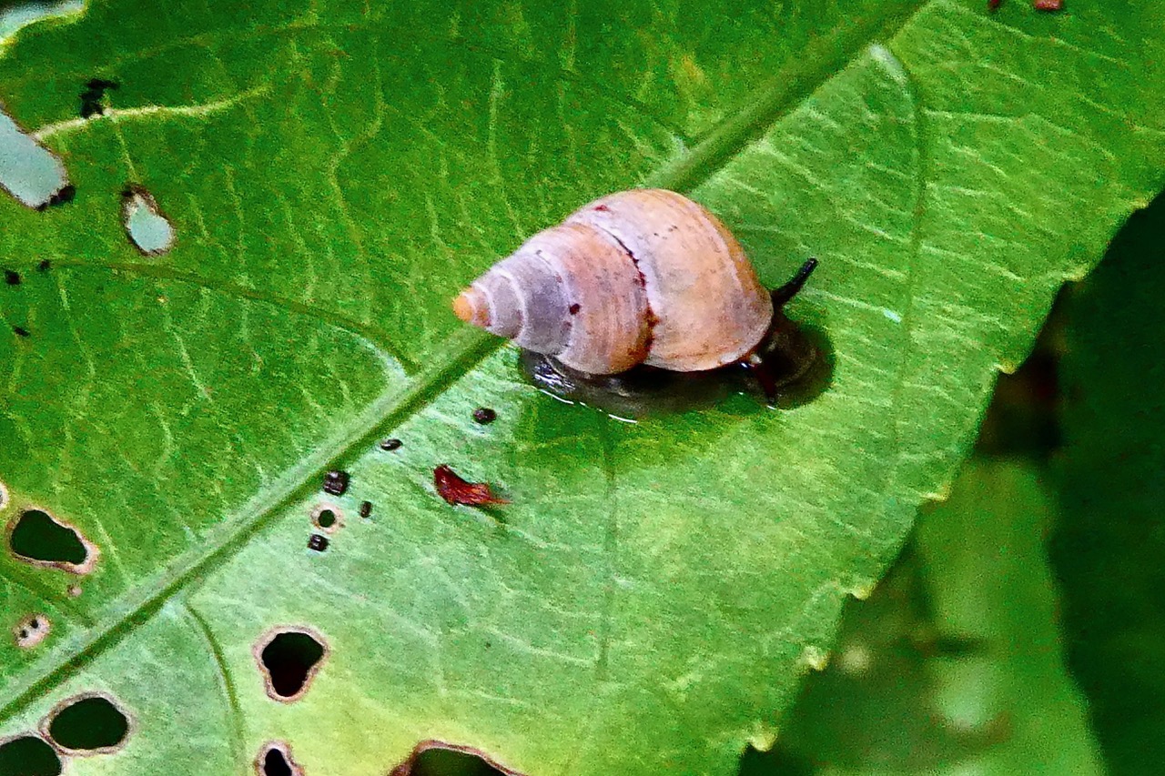 escargot omphalotropis sur feuille de bois de violon.jpeg