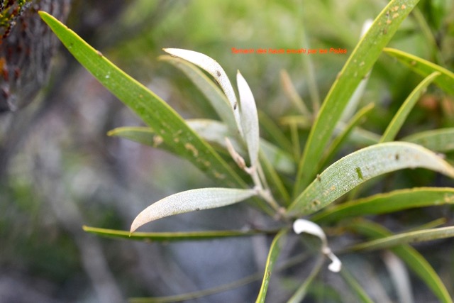 Acacia heterophylla Tamarin des hauts F abaceae Endémique La Réunion 6716.jpeg