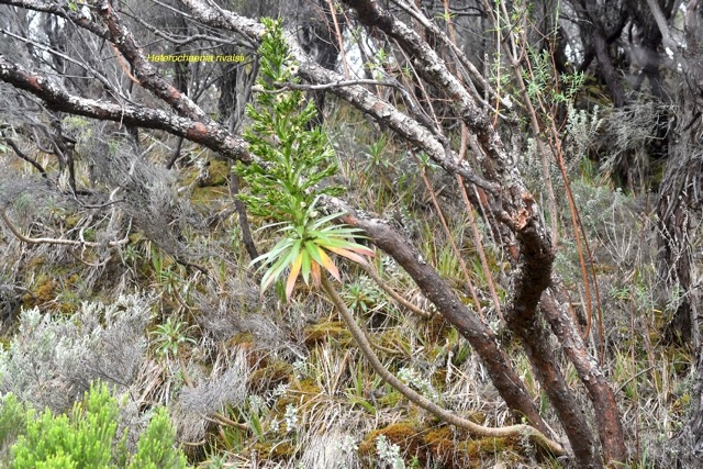 Heteochaenia rivalsii Campanulacea e Endémique La Réunion 6813.jpeg