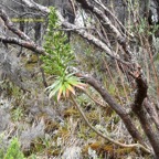 Heteochaenia rivalsii Campanulacea e Endémique La Réunion 6813.jpeg