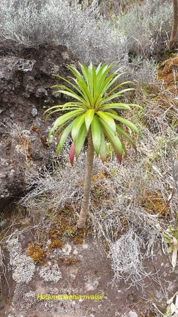 Heterochaenia rivalsii Campanulac eae Endémique La Réunion 49.jpeg